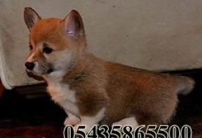 Satılık Cardigan Welsh Corgi Yavruları