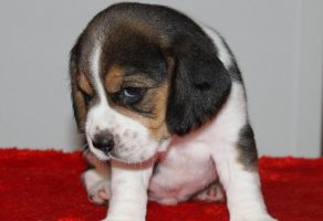 Elizabeth Beagle Yavruları