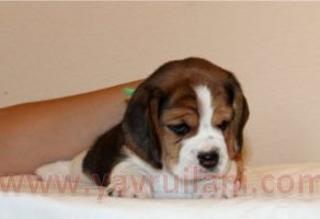 Satılık Beagle Yavruları Video izle
