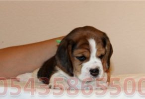 Safkan Elizabeth Beagle Yavruları