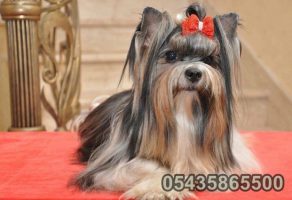Safkan Biwer Yorkshire Terrier