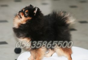 Üç Renk Pomeranian Boo Satılık