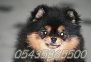 Satılık Pomeranian Boo Yavruları
