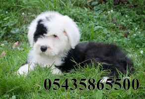 Satılık Bobtail Köpek Yavrusu
