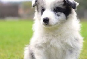 Satılık Border Collie Yavruları