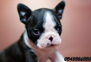 Satılık Boston Terrier