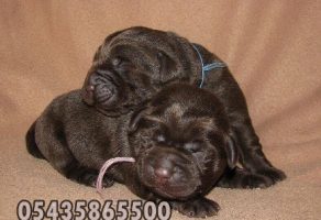 Satılık chocolate labrador yavruları