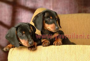 Safkan Dachshund – Sosis Yavruları