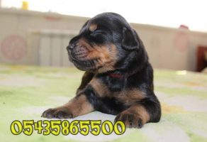 Satılık King Doberman Yavruları