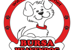 Antalyada köpek satan yerler