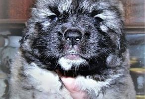 Sahibinden Kafkas Çoban Köpeği