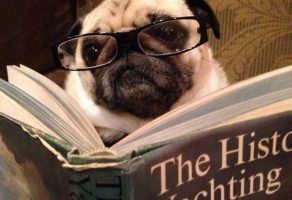 Köpekler Kuyruklarını neden kovalar