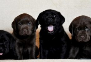 Chocolate Labrador Yavruları