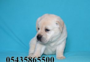Beyaz Labrador Yavruları