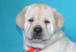satılık labrador yavruları
