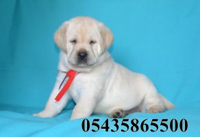 Safkan Labrador Nasıl Anlaşılır