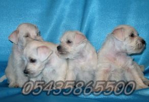 Satılık Beyaz Schnauzer Yavruları