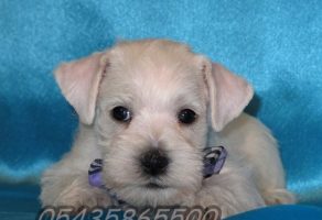 Satılık Schnauzer Yavruları