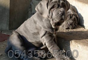 Satılık Napolitano Mastiff