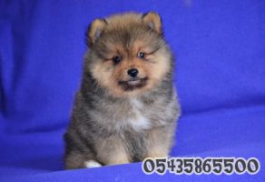 satılık pomeranian boo yavruları