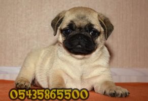 Satılık yavru Pug Mops