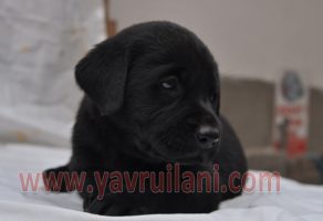 siyah labrador yavruları