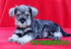 Satılık Minyatür Schnauzer yavru