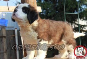 Satılık St. Bernard Yavruları