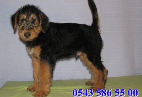 Satılık Airedale Terrier yavruları