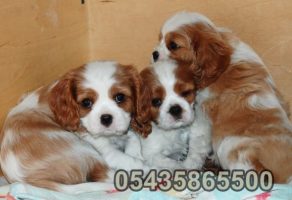 cavalier king charles satılık sahibinden