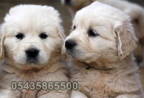 Satılık Baby Face Golden Retriever