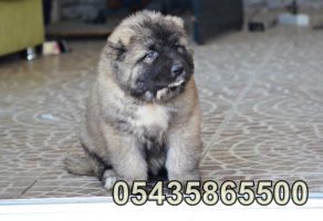 Satılık Yavru Kafkas Çoban Köpeği