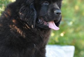 Satılık Newfoundland Yavruları