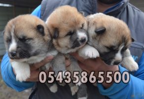 Satılık Japon Akita yavru