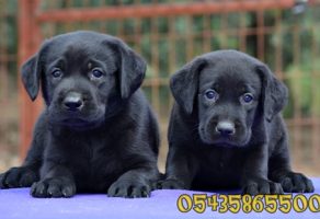 Siyah Labrador Yavruları
