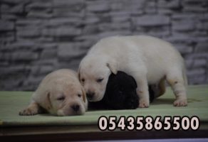 Beyaz Labrador Yavruları 05435865500