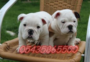 İngiliz bulldog yavru fiyatları