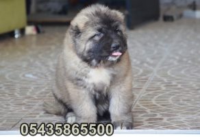 kafkas çoban köpeği fiyatları