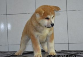 Satılık AKita inu Yavruları