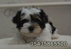 Satılık biewer yorkshire terrier