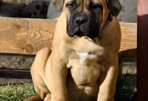 Safkan Bullmastiff Yavrusu
