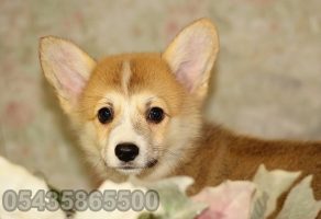 Satılık pembroke welsh corgi