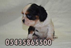 satılık üç renk cavalier king charles