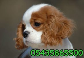 Satılık cavalier Yavru