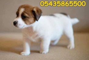 Satılık Jack Russell