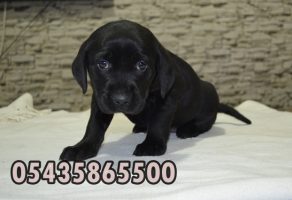 Yavru Siyah Labrador Retriever
