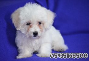 satılık maltese terrier