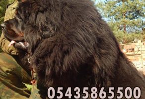 tibet mastiff yavru fiyatları