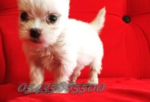 Satılık Beyaz White Terrier Yavruları