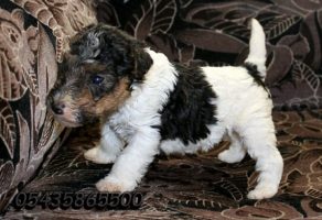 Satılık wire fox Terrier Yavruları